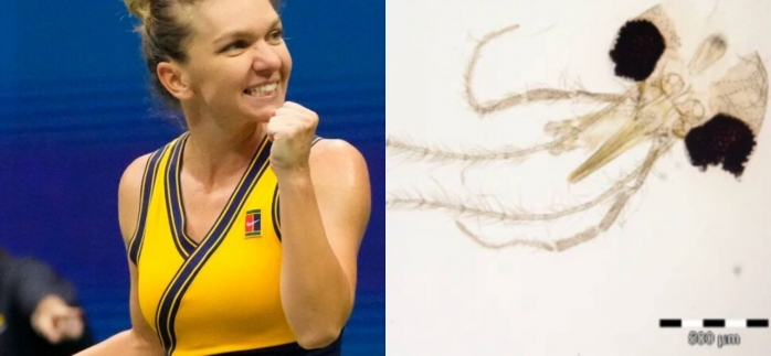 O specie nouă de insectă a primit numele Simonei Halep. Cum arată